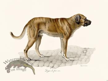 Cuvier 160 Mastiff